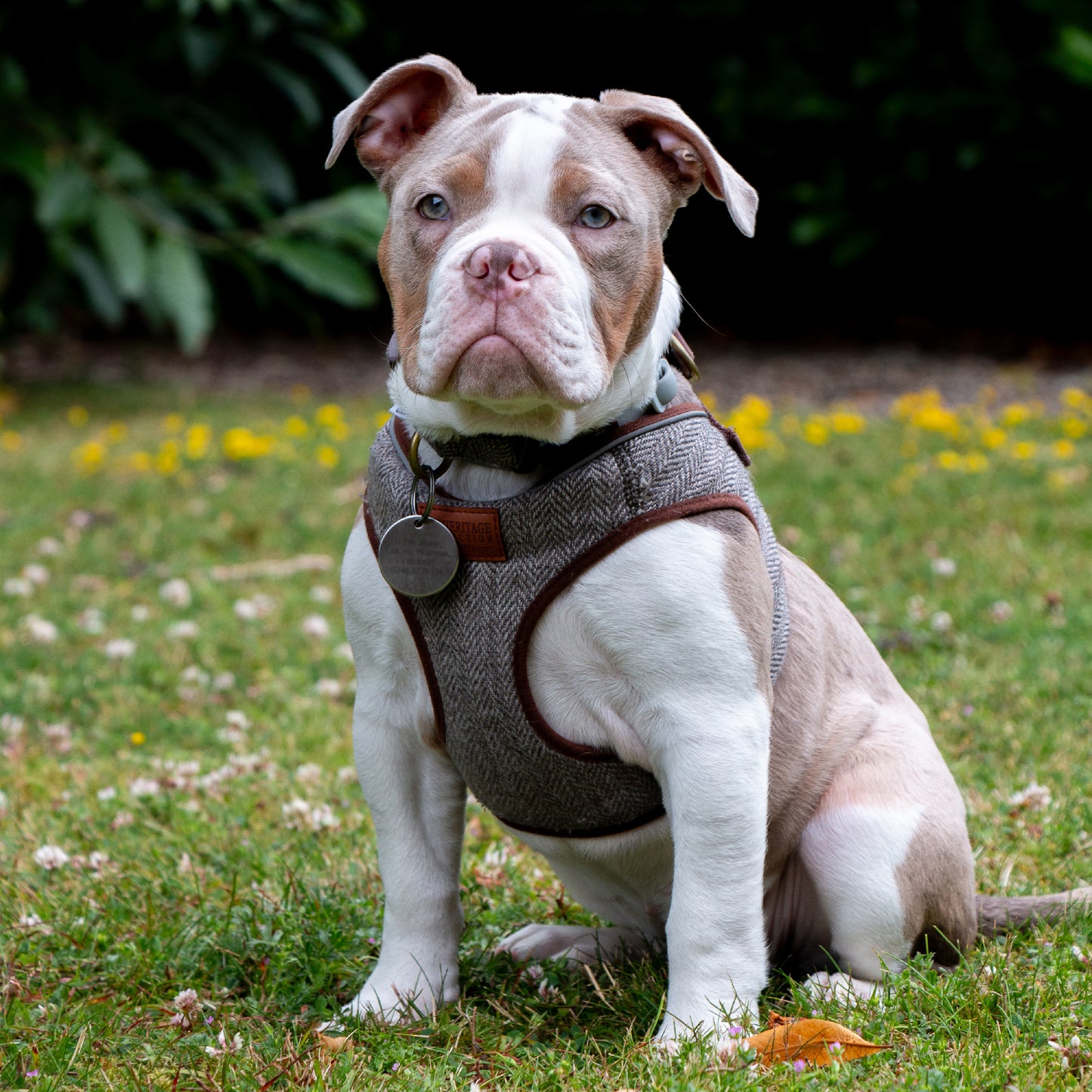 Heritage Country Herringbone Step In Harness Size XS (30-36cm)