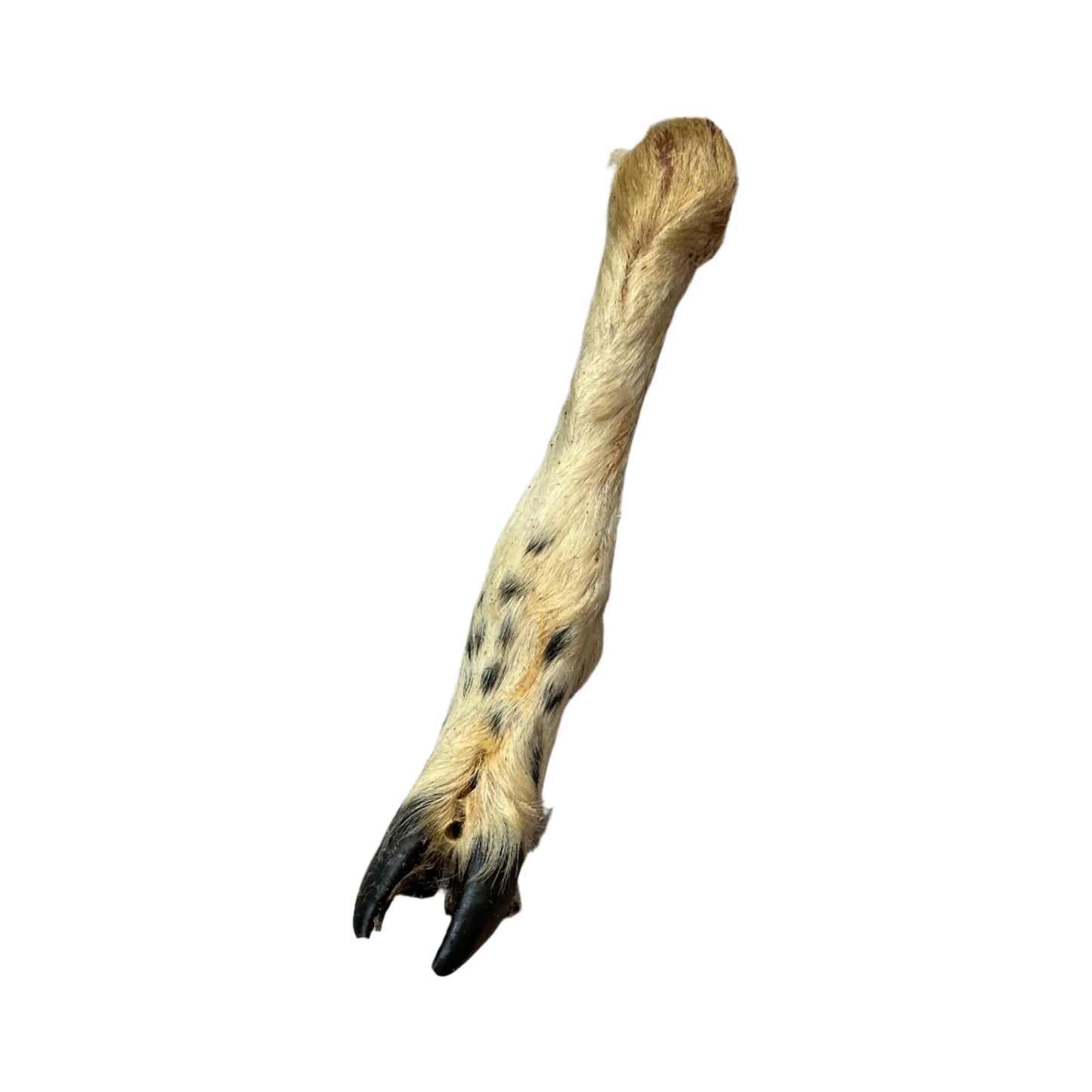 Lambs Leg with Hair (Single) Origin Pets Longton