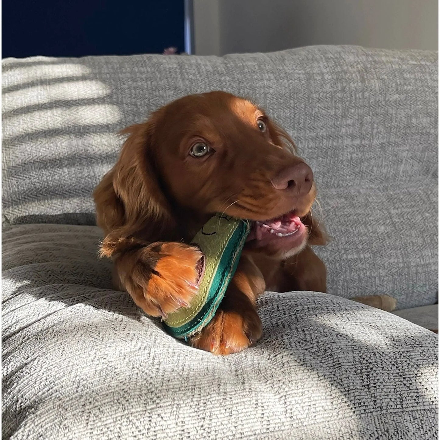 Green & Wild's Audrey The Avocado Eco Dog Toy Green & Wild's