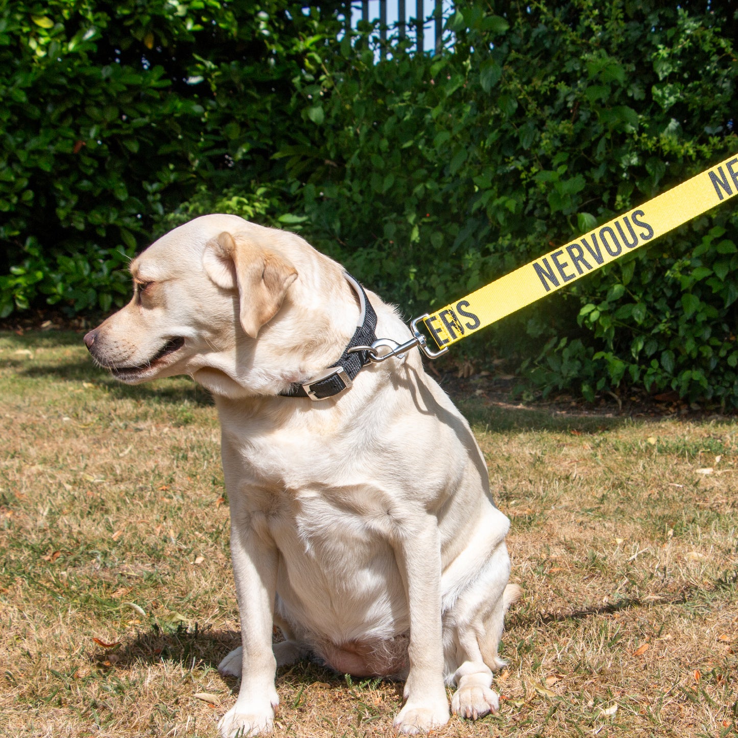 Awareness Lead for Nervous Dogs - 40mm