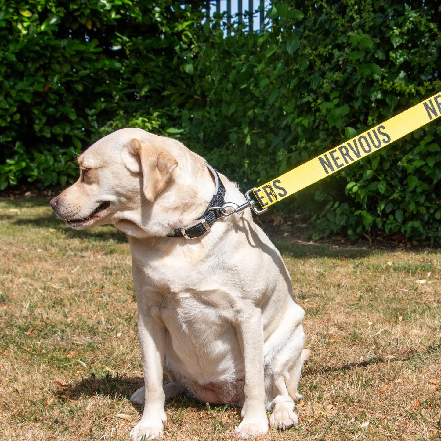 Awareness Lead for Nervous Dogs - 40mm Ancol