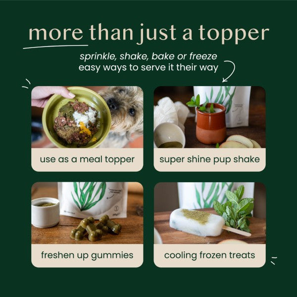 Fettle All Natural Scottish Kelp Seaweed Powder 250g Probiotic