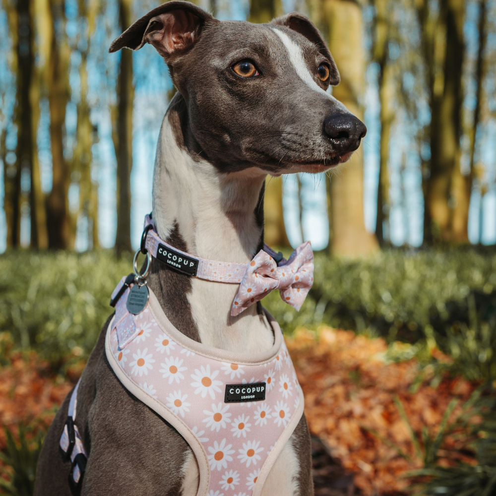 Cocopup London - Daisy Chain Bow Tie