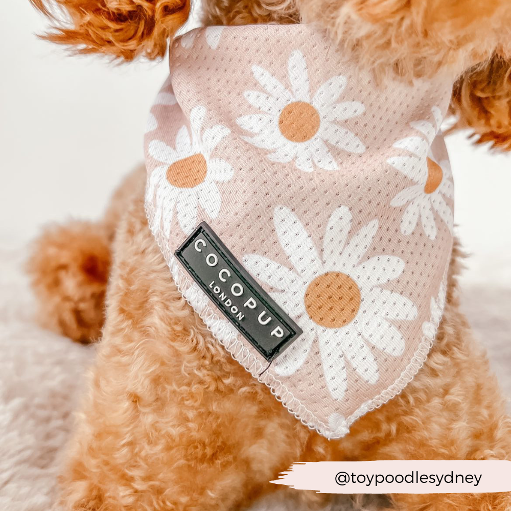 CocoPup London Daisy Chain Bandana