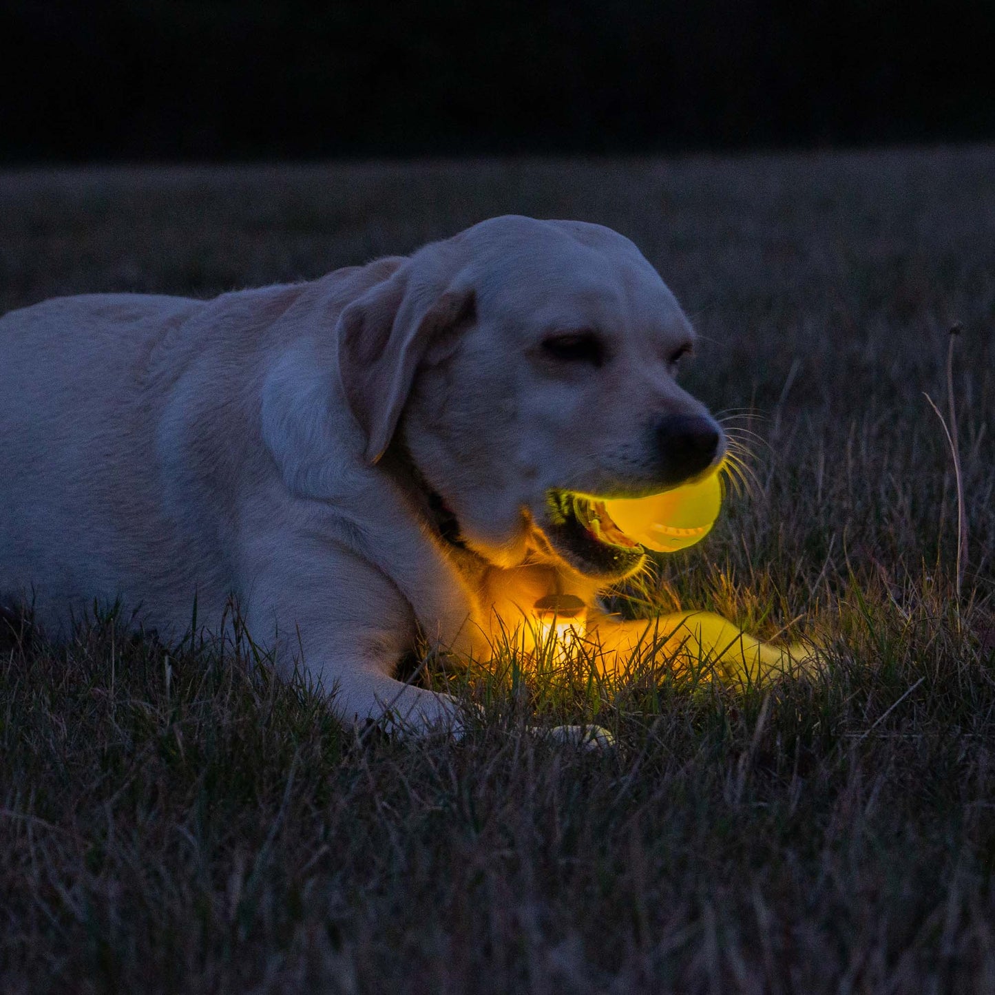 Ancol Rechargeable USB LED Dog Ball Yellow