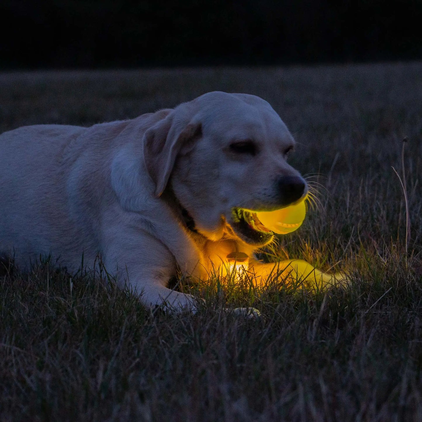 Ancol Rechargeable USB LED Dog Ball Yellow Ancol