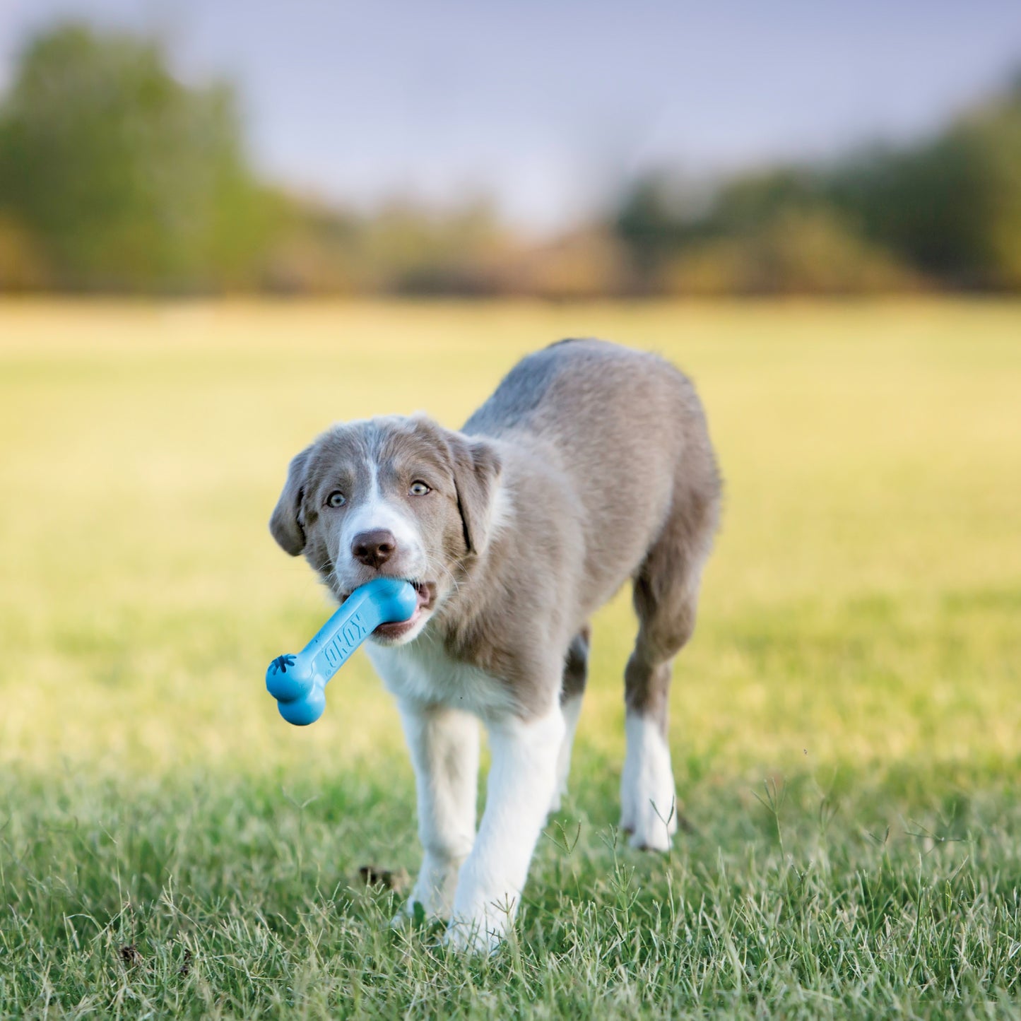 Kong Puppy Goodie Bone Dog Toy - Small - Pink