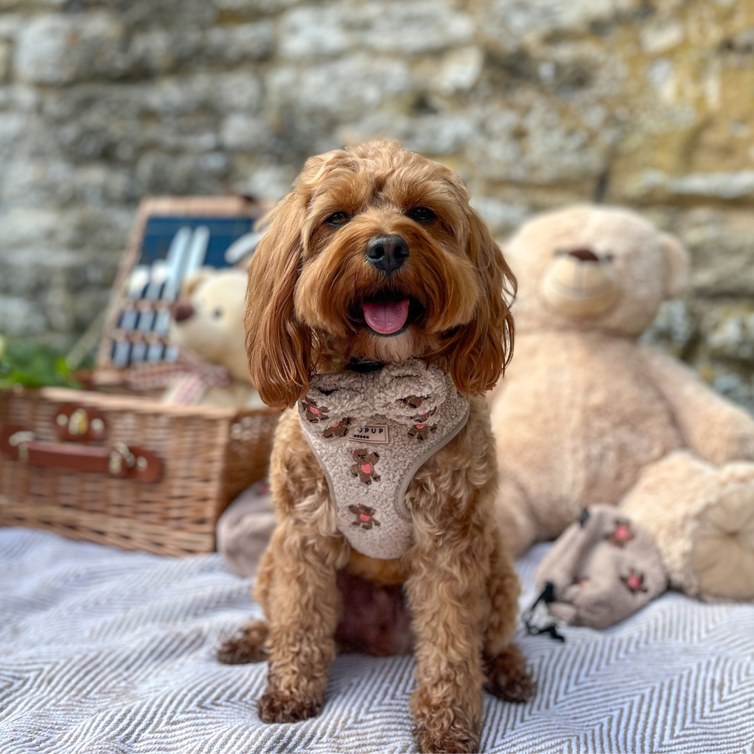 CocoPup London Theo Embroidered Teddy Adjustable Neck Harness