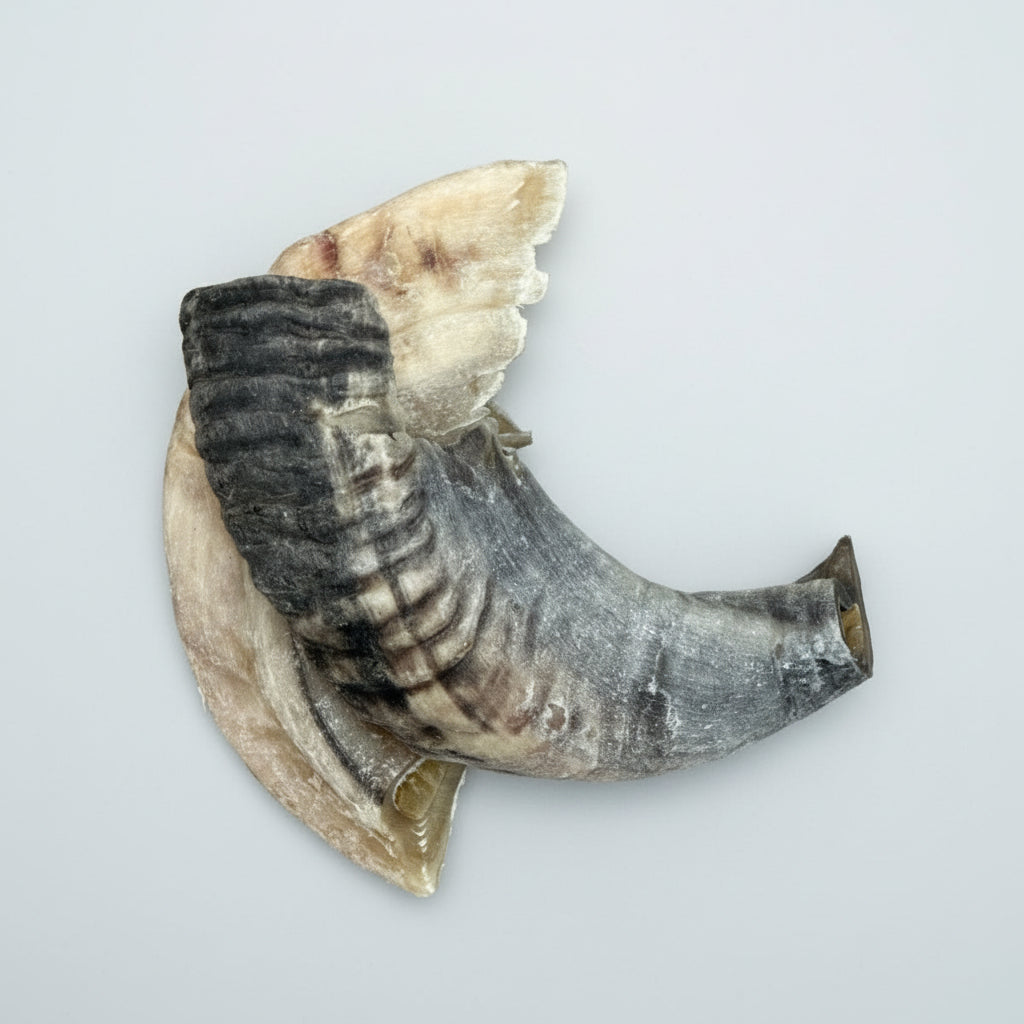 A single lamb horn chew for dogs with visible signs of wear and natural horn color variations.