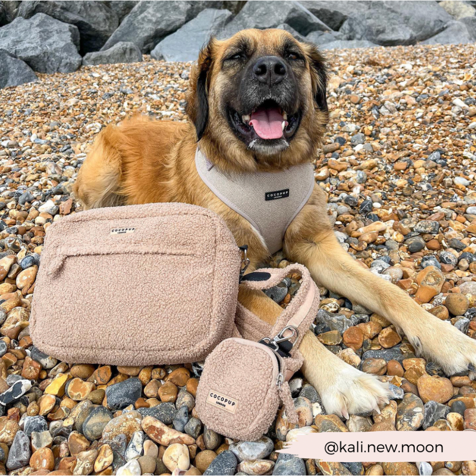 CocoPup London Treat Pouch - Teddy Rupert