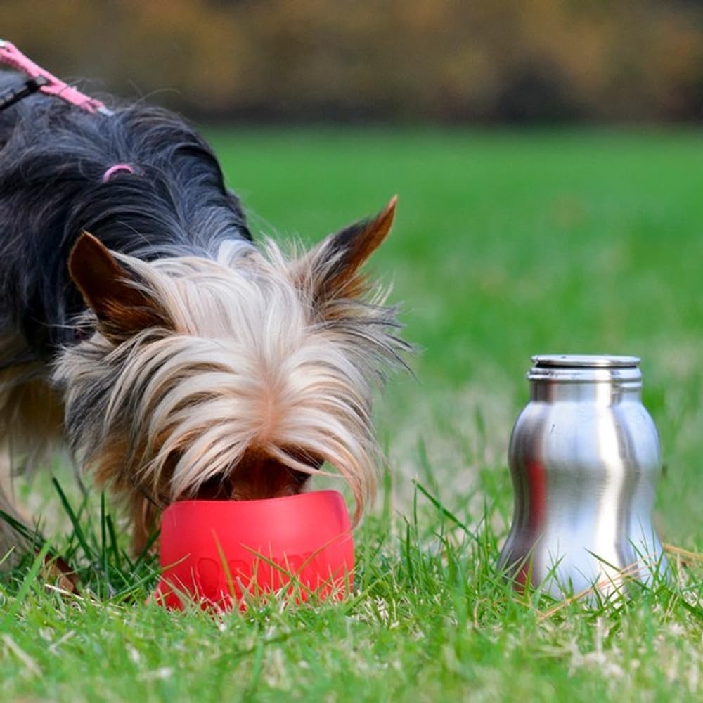 KONG H2O Stainless Steel Dog Water Bottle & Pet Travel Bowl, 9.5 oz - Red
