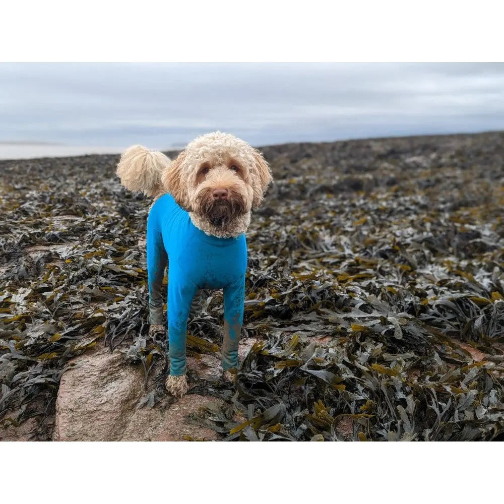 Equafleece Summersuit Cornflower Blue 26 Hotterdog