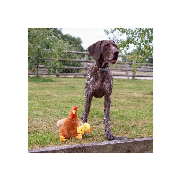 Ancol Cuddle Hettie Hen & Chick 2 In One Dog Toy Ancol