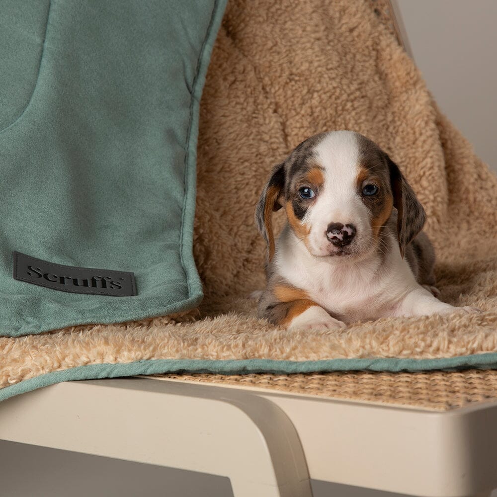 Scruffs Snuggle Blanket - Sage Green