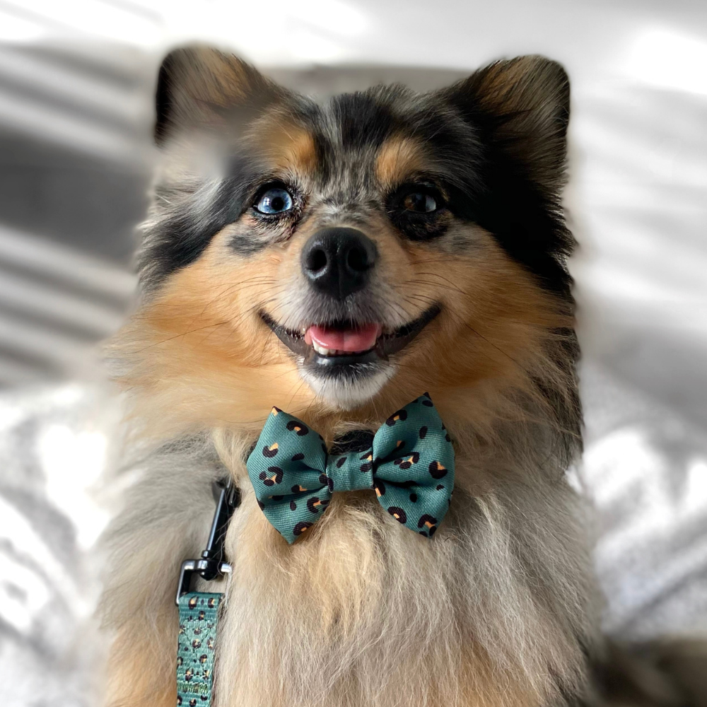 Cocopup London - Khaki Leopard Bow Tie