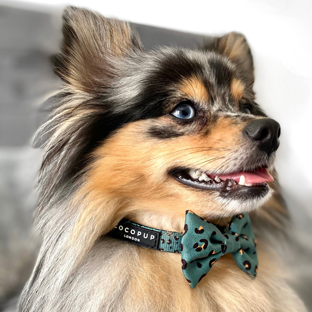 Cocopup London - Khaki Leopard Bow Tie