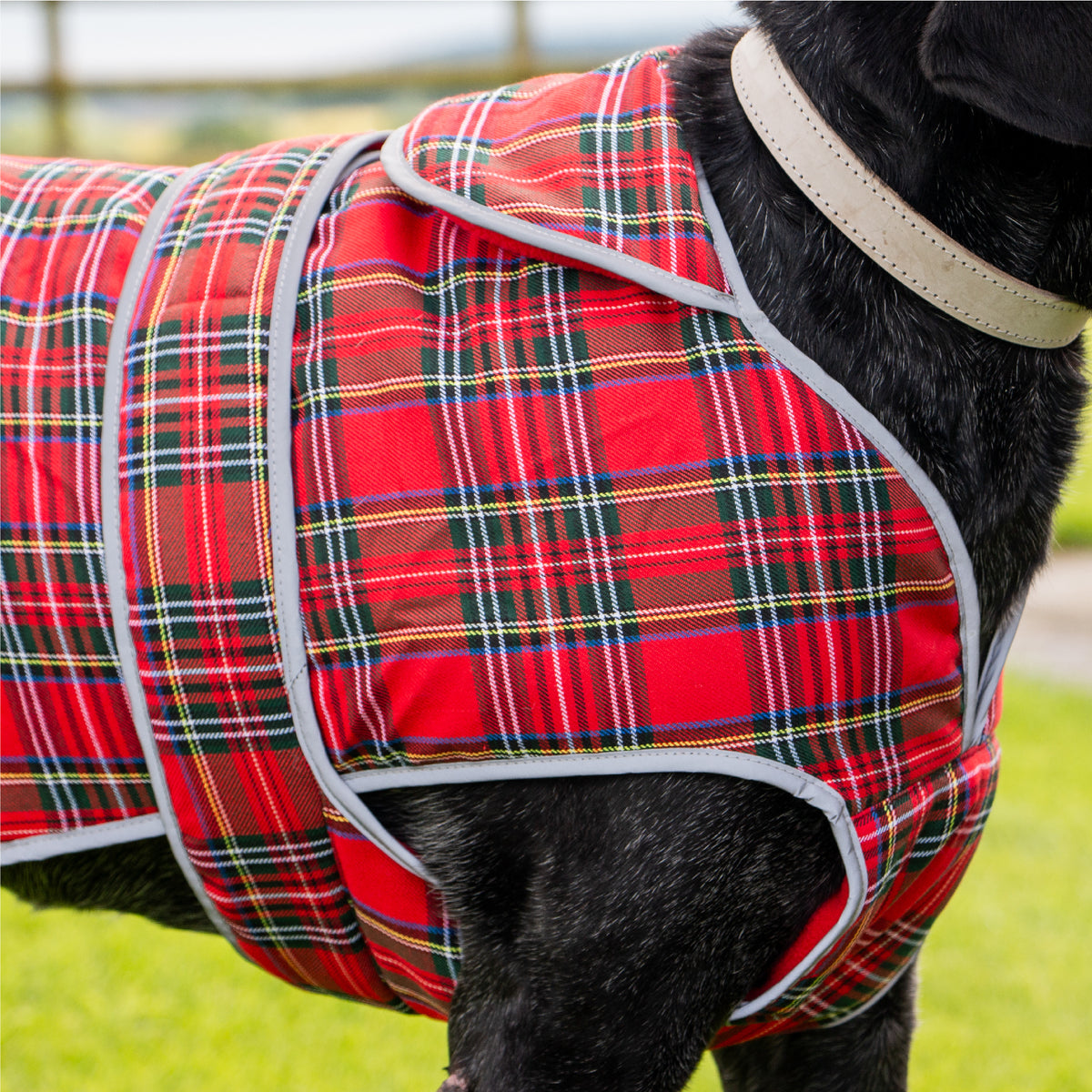 Ancol Heritage tartan dog coat on dog