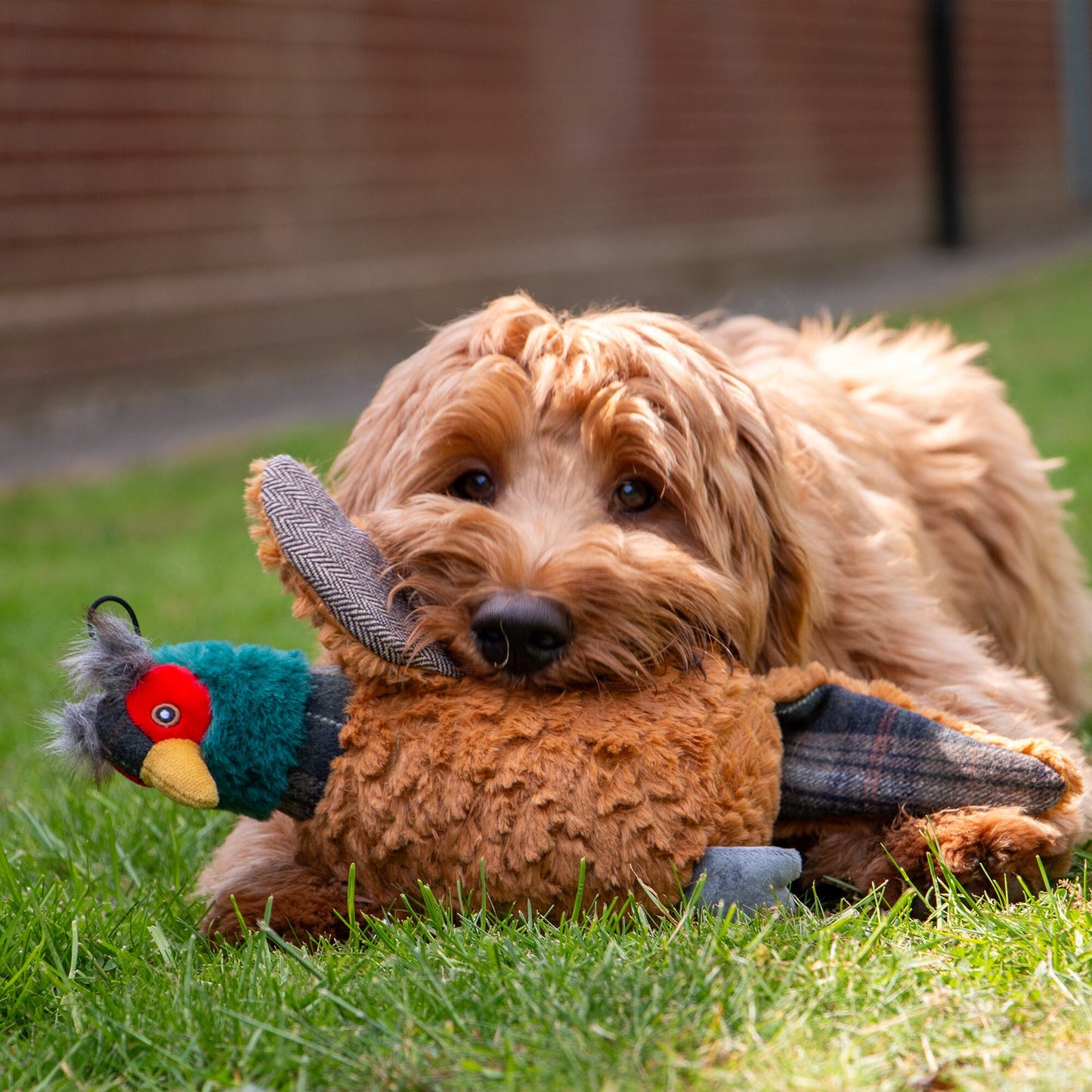 Ancol Heritage Pheobe Pheasant Dog Toy