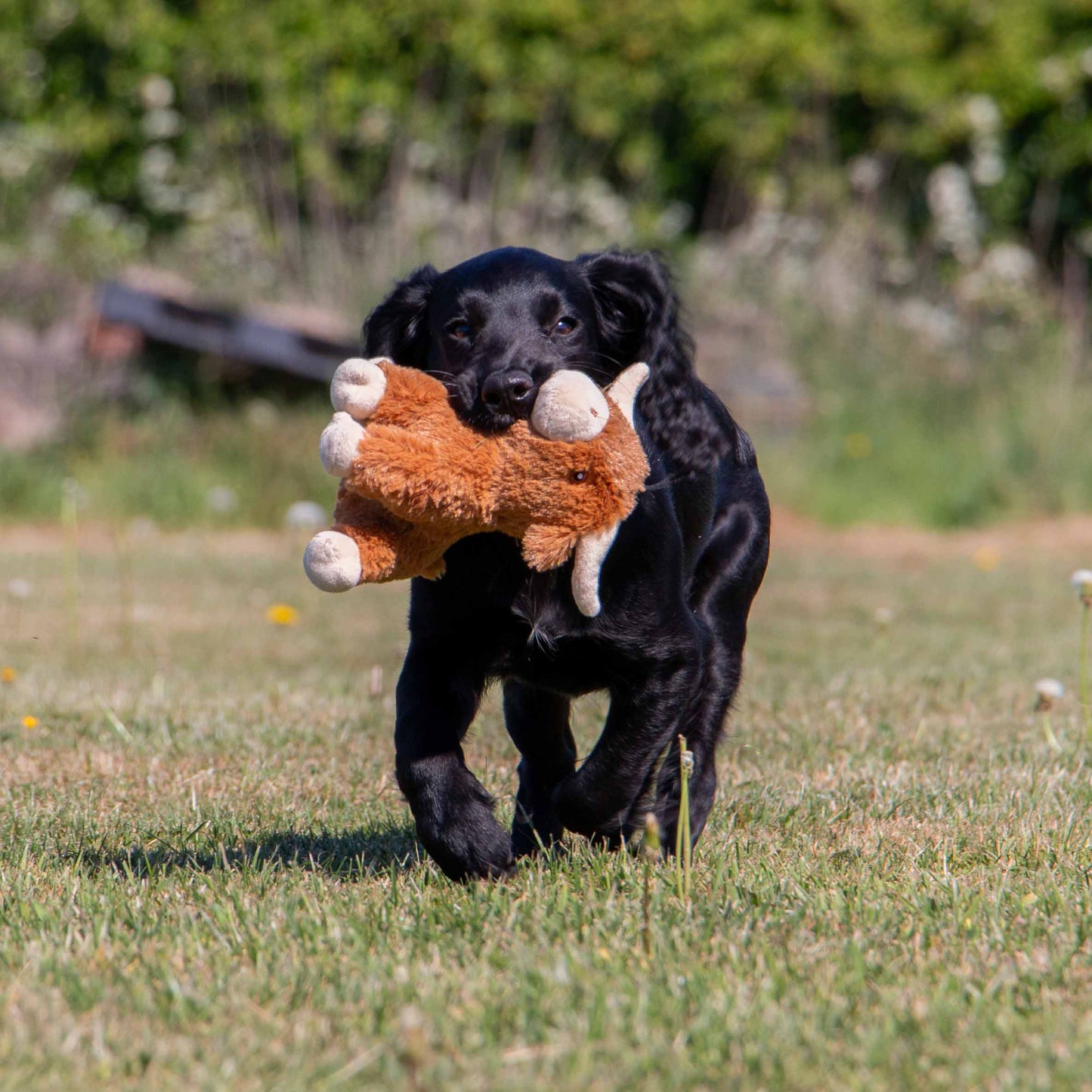 Ancol Small Bite Highland Cow Dog Toy Ancol