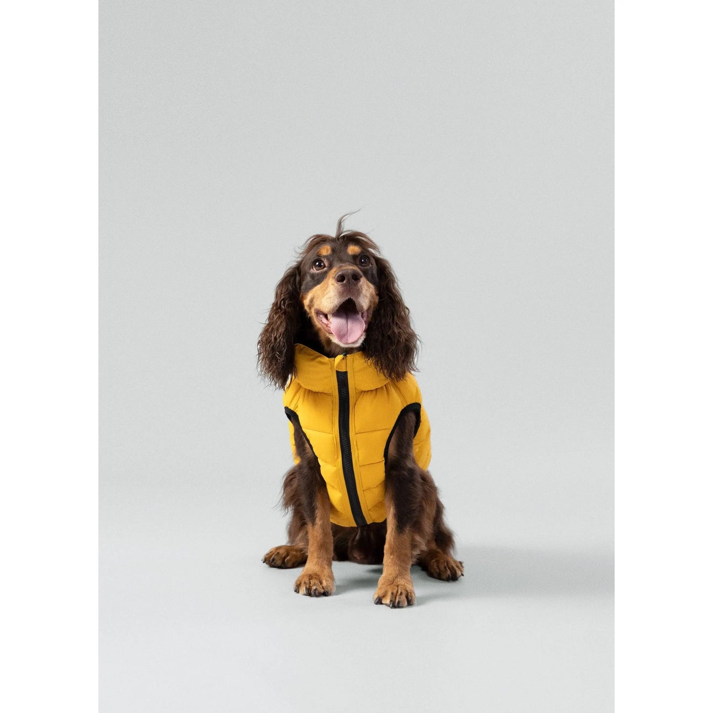 Hackett x Hugo Hudson Dog Puffer Jacket, Forest Green & Gold Hugo & Hudson