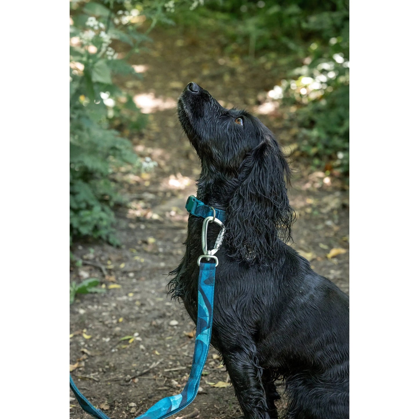 Adventure Close Control Lead 2.0 - Lagoon Twiggy Tags