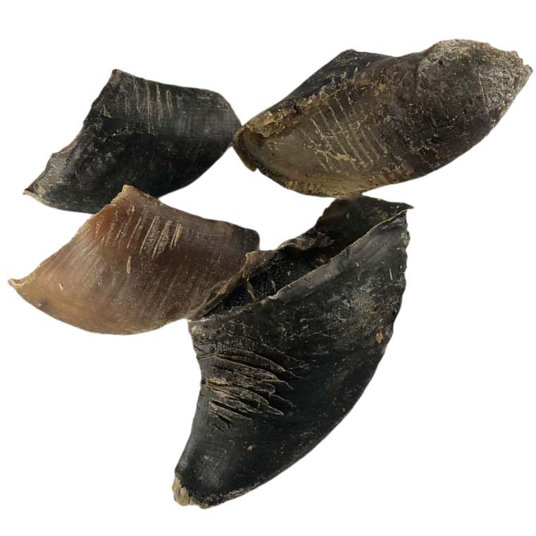 Cow Hooves (Single)