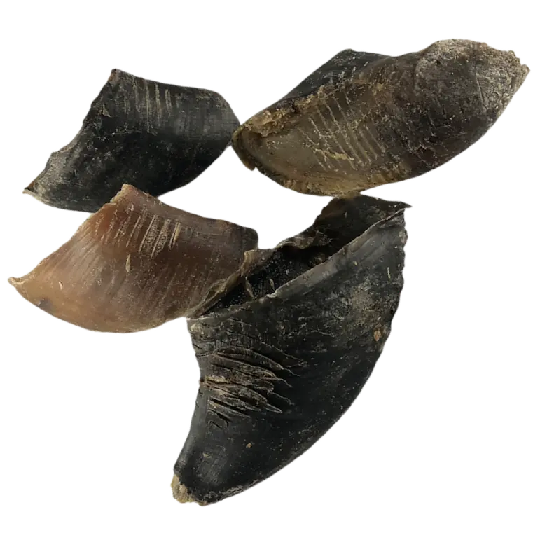 Cow Hooves (Single) Origin Pets Longton