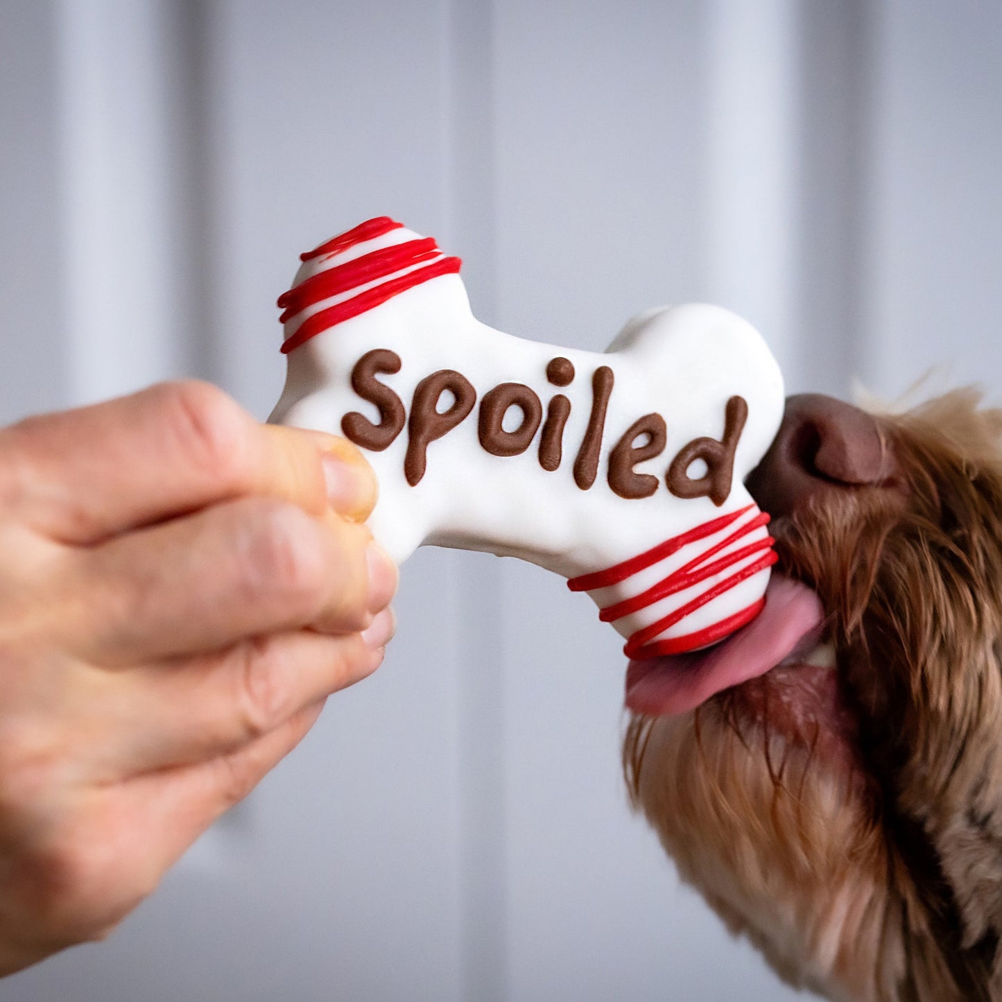 Bosco and Roxy’s Spoiled Pup 4" Chubby Bone Dog Treat