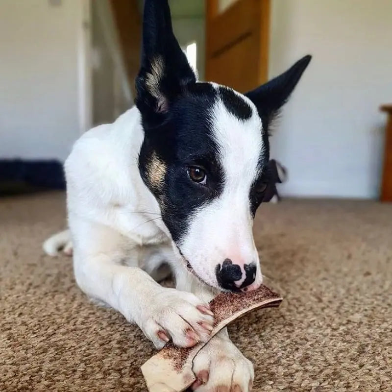 Premium Easy Antler Dog Chews - medium Green & Wild's