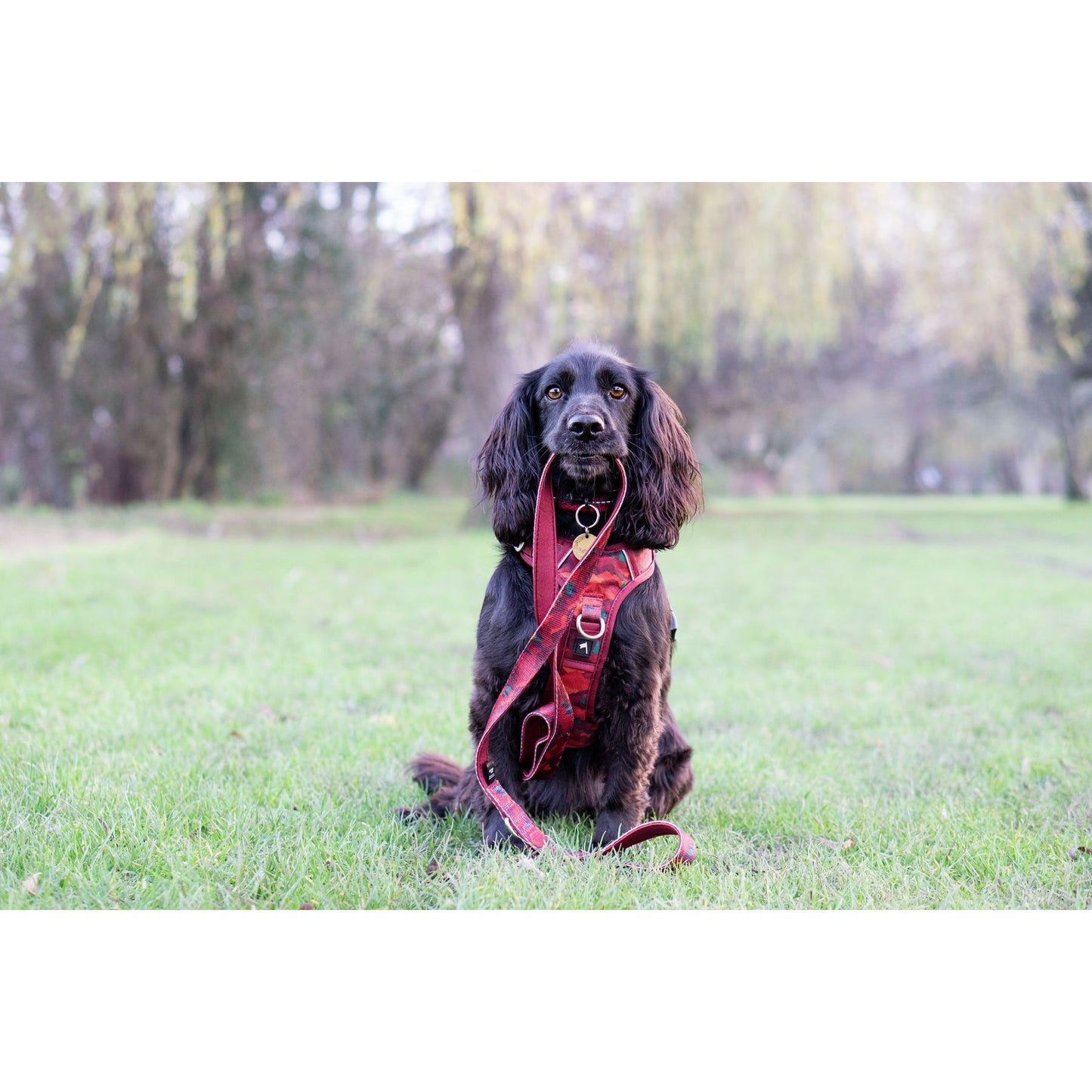 Twiggy Tags Close Control Lead - Alpenglow