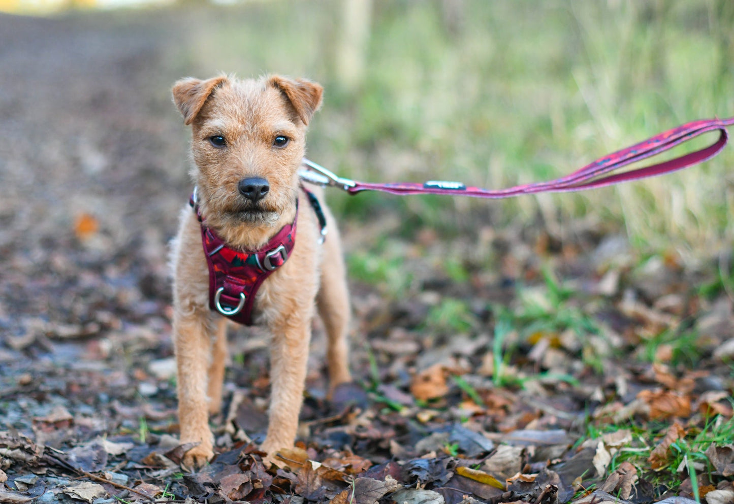 Twiggy Tags Close Control Lead - Alpenglow