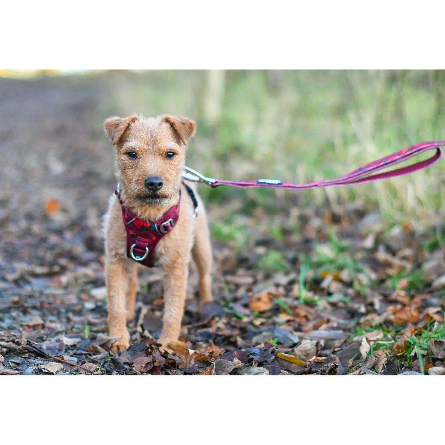 Twiggy Tags Close Control Lead - Alpenglow Twiggy Tags