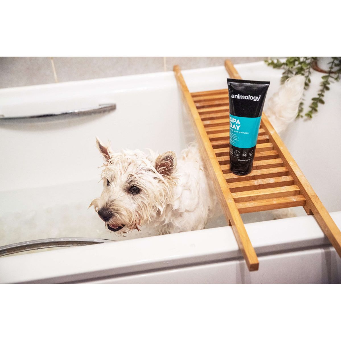 Animology Spa Day Skin & Coat Shampoo 250ml
