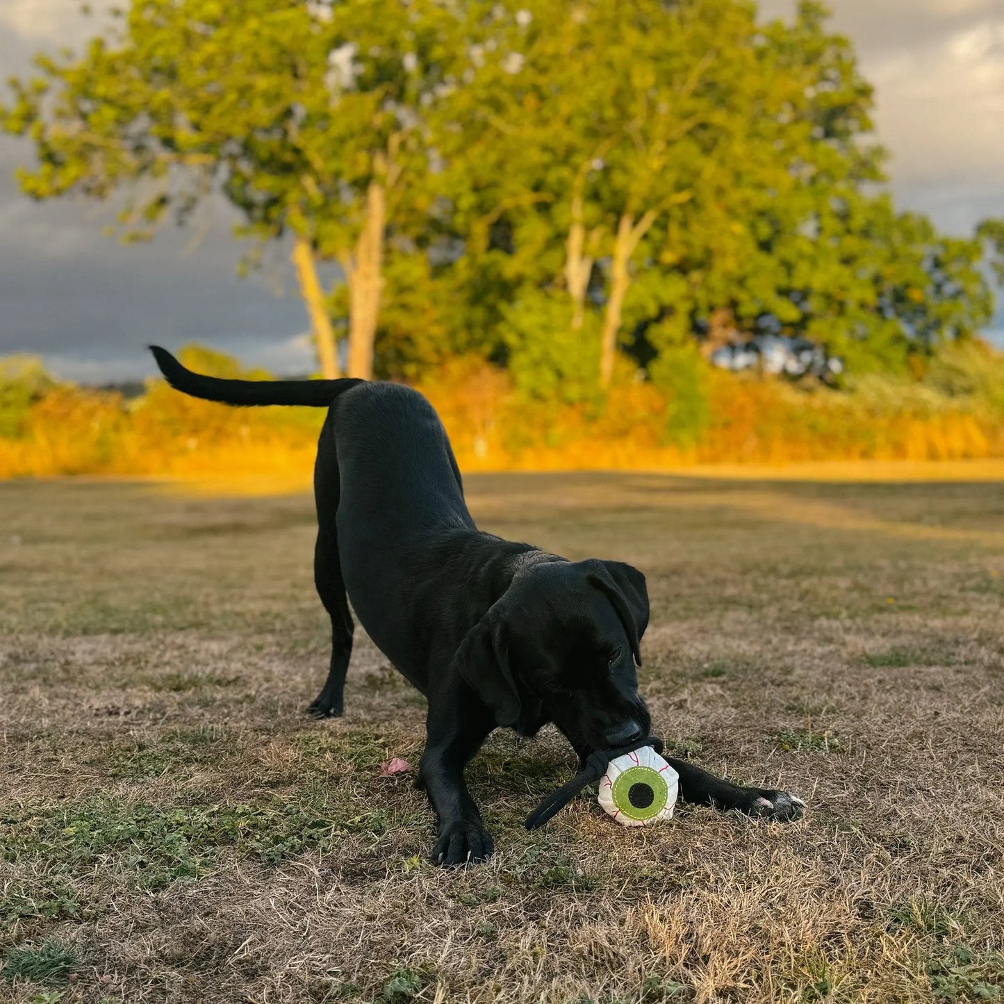 Green & Wild's Eye-m watching you, Eco Dog Toy Green & Wild's
