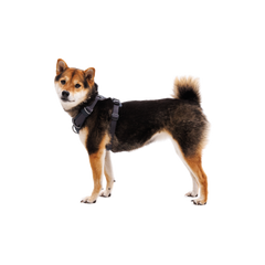 Ruffwear Front Range® Harness Basalt Gray
