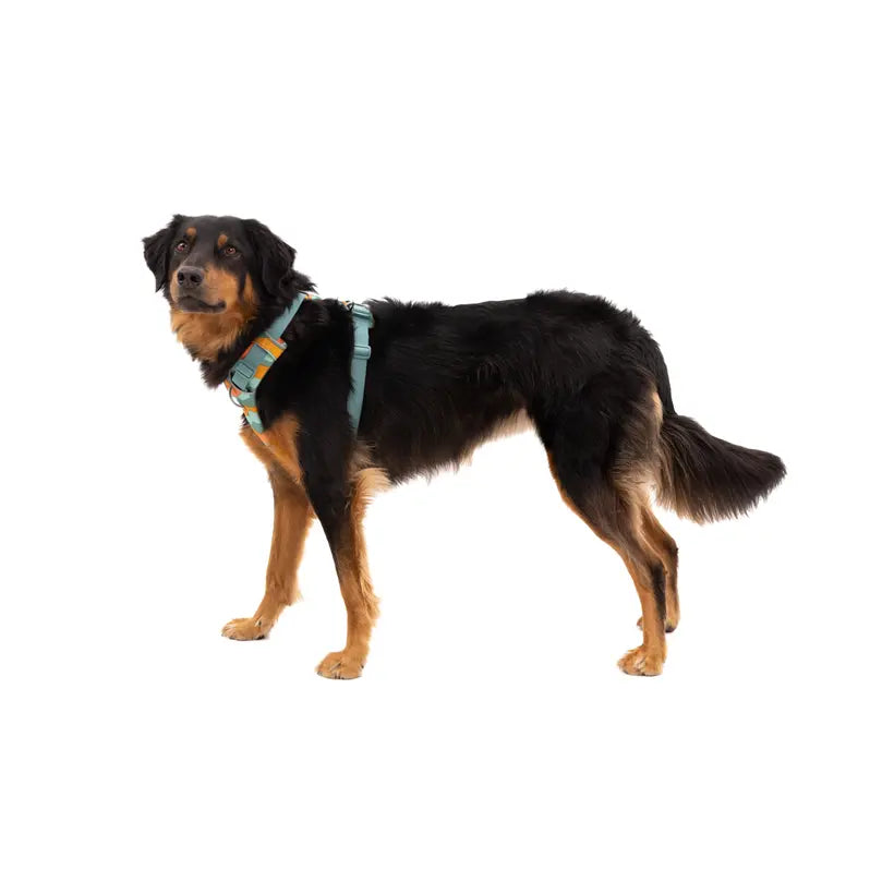 Ruffwear Front Range Dog Harness Spring Mountains Pattern Durable Outdoor Pet Gear Ruffwear