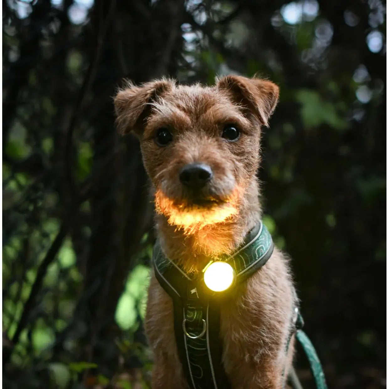 Twiggy Tags Trailfinder Light Twiggy Tags