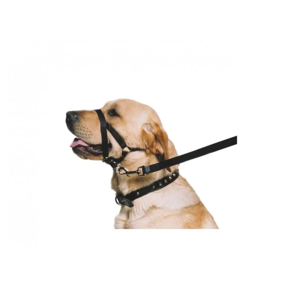 Ancol Nylon Training Halter Large Size 5-6 Origin Pets Longton