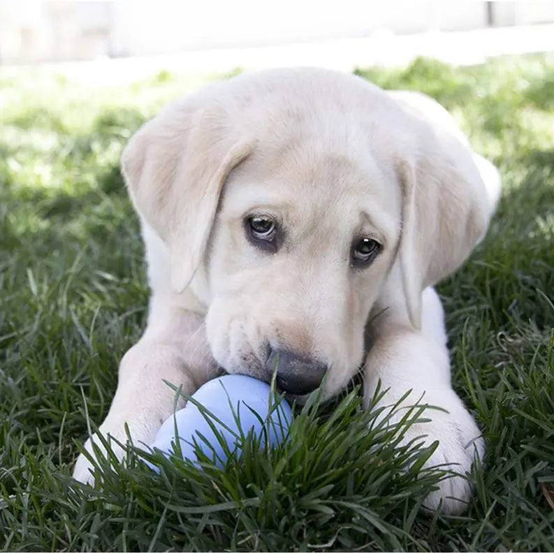 KONG Puppy Medium Pedigree