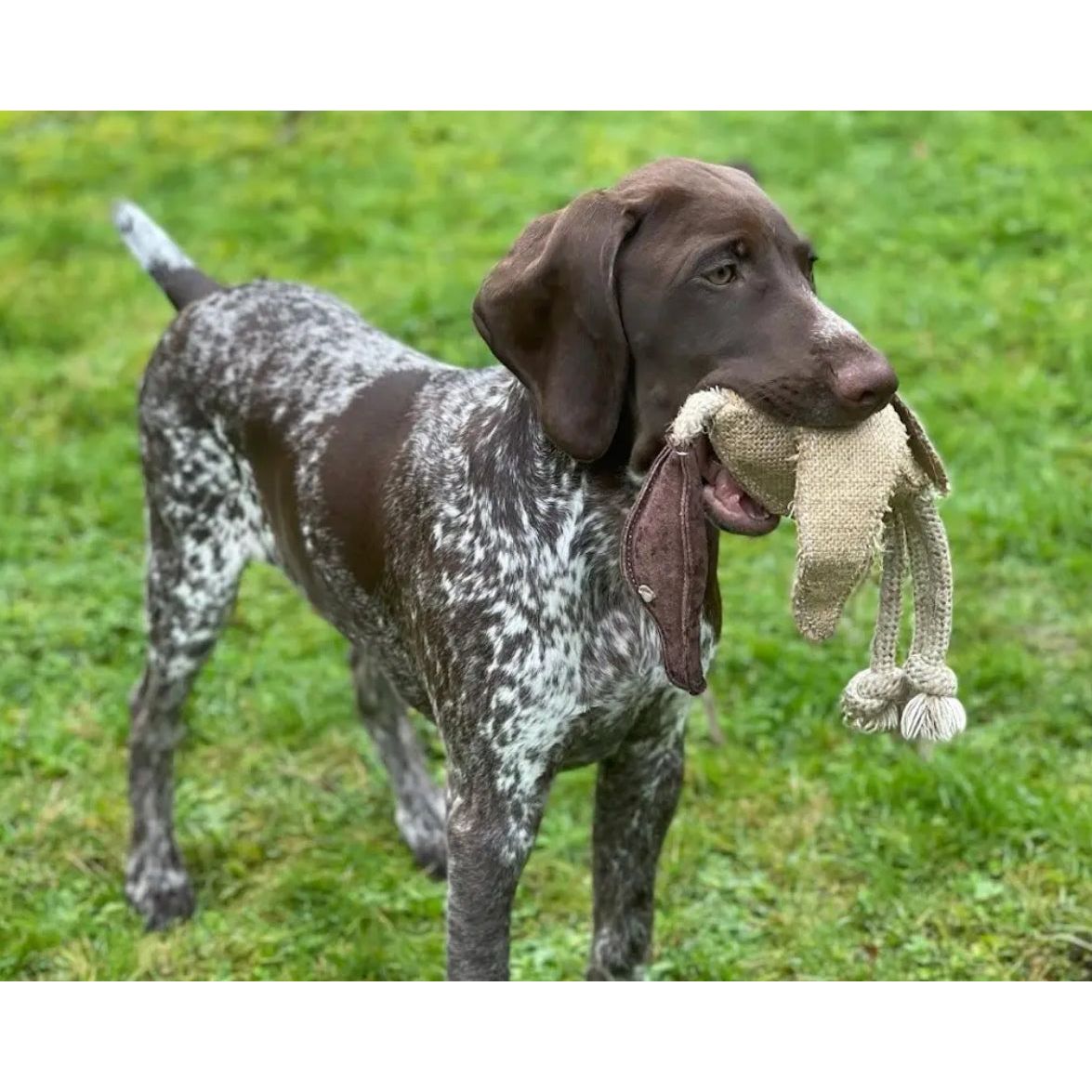 Green & Wilds Desmond the Duck Eco Dog Toy Green & Wild's