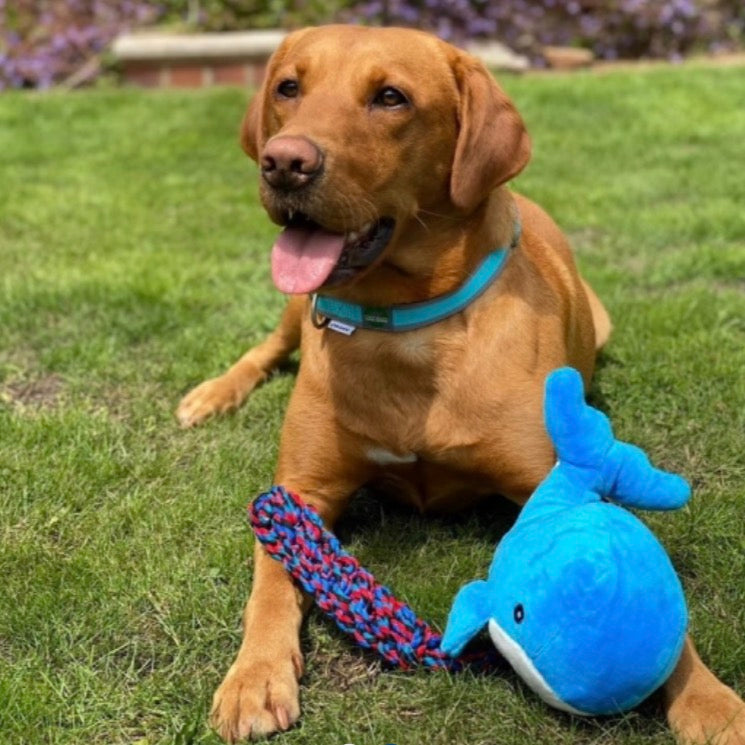 Ancol Made From Oshi The Whale Cuddler Origin Pets Longton