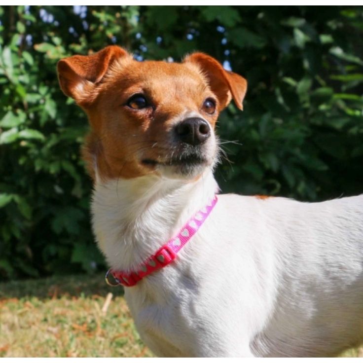 Ancol Small Bite Heart Collar Lead Set Raspberry Puppy Collar