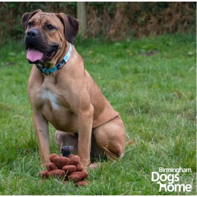 The Heritage Collection Peter Pinecone Dog Toy Ancol