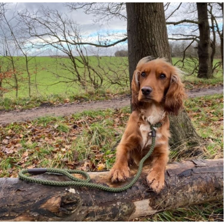 Heritage Rope Slip Lead Green 1.5mx8mm