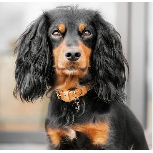 Lords & Labradors Palermo Collar Sandstone XXL