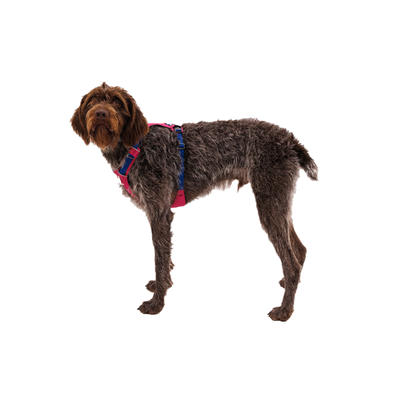 Ruffwear High & Light Dog Harness Alpenglow Medium
