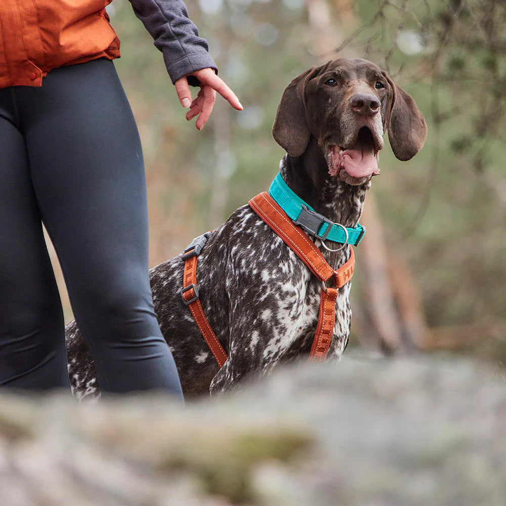 Hurtta Eco Casual Padded Dog Collar Teal 30-40cm 12-16in Hurtta