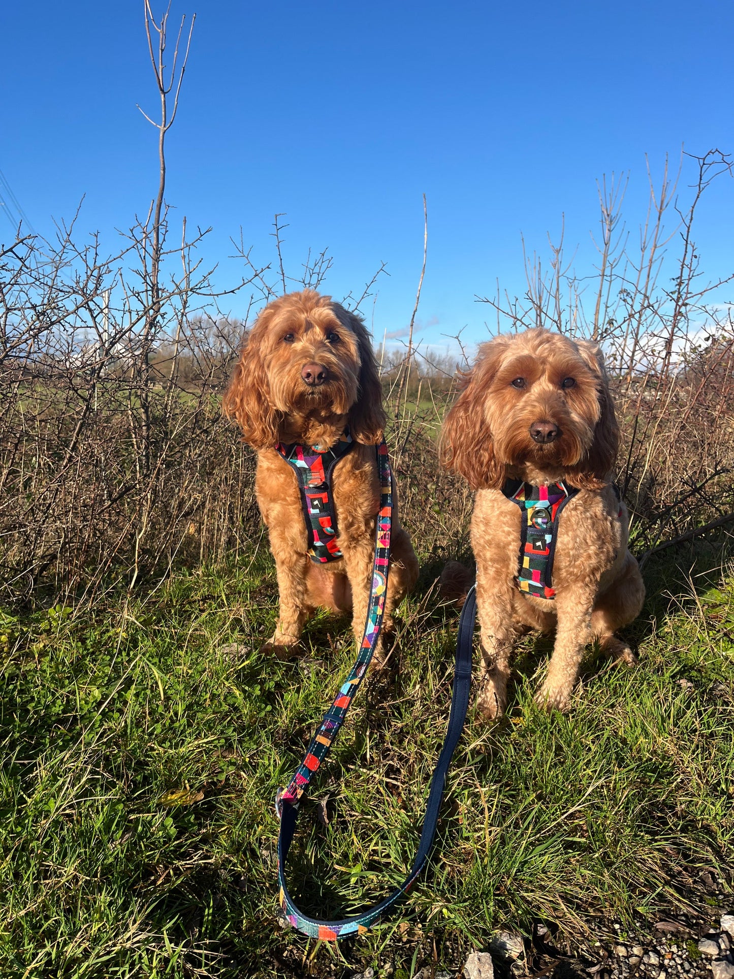 Twiggy Tags Multi-Way Lead - Aurora