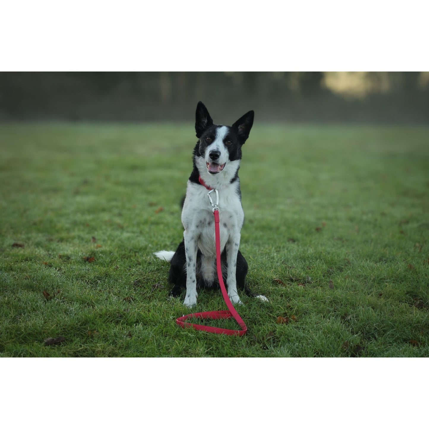 Twiggy Tags Tidal Waterproof Lead Fresia 4ft