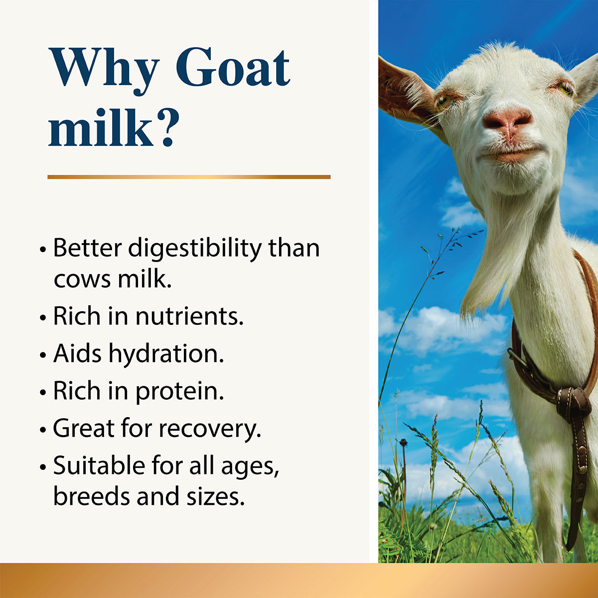 Karnlea Goat Milk Powder
